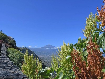 Cottage Holiday Home in Tenerife with Private Garden - Outdoor photo 12