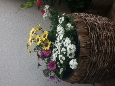 Apartment Appartement/Fewo, Dusche, WC, ruhig - Features photo 50