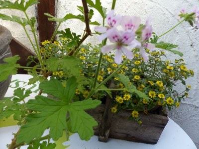 Apartment Noltenius - Outdoor photo 12