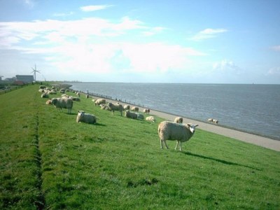 Holiday house Chalet in Friesland near Wadden Sea - Environment photo 24