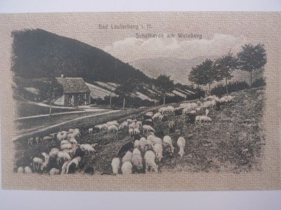 Holiday apartment Freienwohnung auf dem Weinberg - Document photo 18