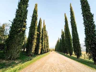 Apartment Fattoria del Chianti close to Florence for six - Environment photo 26