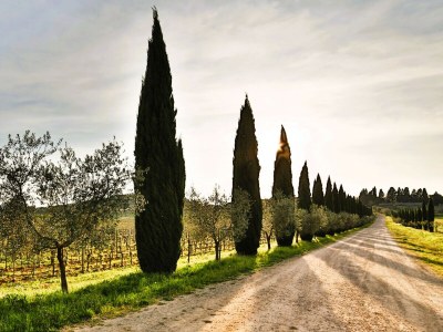 Apartment Fattoria del Chianti close to Florence for six - Environment photo 28