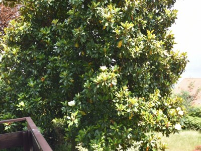 Holiday house Villa in Ghiffa with Lake Maggiore Views - Outdoor photo 9