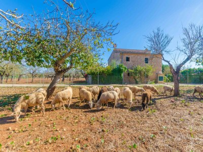 Villa Sa Mata - Villa With Private Pool In Campanet - Outdoor photo 35