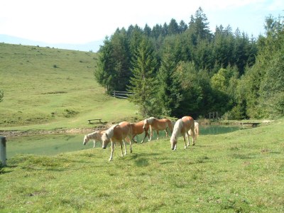 Holiday apartment Guesthouse in Wiesengrund Top 2 - Environment photo 20