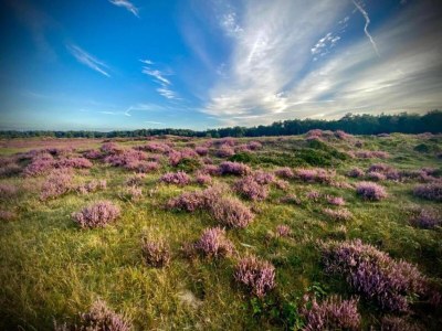 Holiday house Bauernhaus in Veluwe am Speulderbos - Environment photo 20