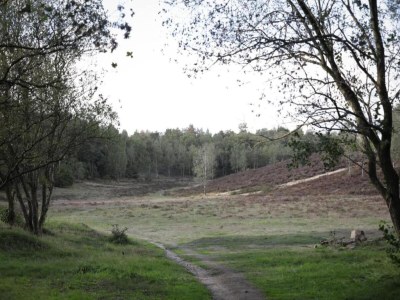Holiday house Pets Welcome, Veluwe Farmhouses for All - Environment photo 17