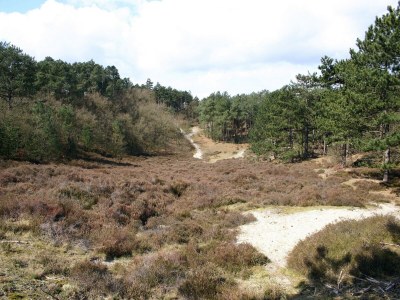 Holiday park Apartment in Netherlands near the Coast - Environment photo 13