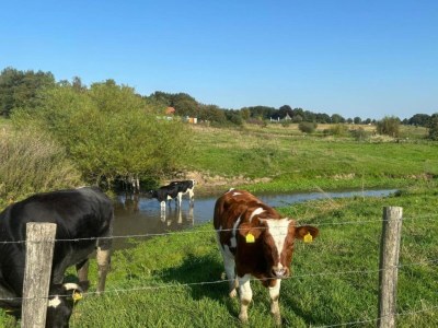 Holiday park Ferienhaus in Gelderland mit Garten - Environment photo 28