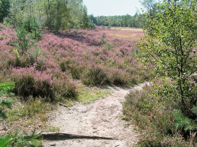 Holiday park Rustic Holiday Home Near Drents - Environment photo 17