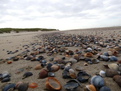 Holiday park Chalet in Vrouwenpolder near Banjaard Beach - Environment photo 20