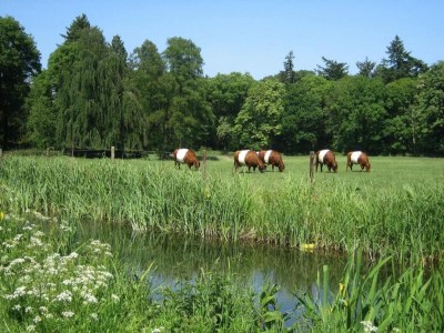 Holiday park Waterside Bliss in Lochem - Environment photo 31
