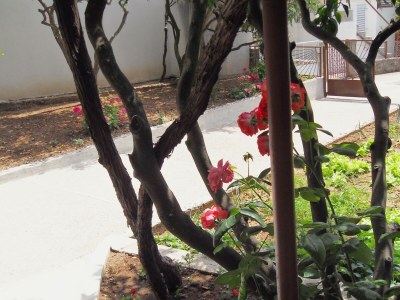 Apartment One bedroom apartment with air-conditioning Zaostrog, Makarska A-2662-a - Outdoor photo 7