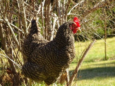 Holiday apartment Farmhouse - Outdoor photo 10