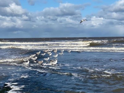 Holiday house Bungalow in Sint Maartenszee near Beach - Environment photo 28