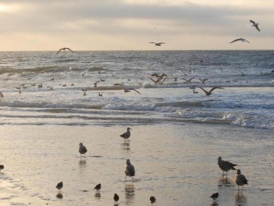 Holiday house Chalet in Sint Maartenszee near Sandy Beach - Environment photo 33
