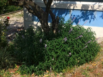 Apartment Studio flat with terrace Viganj, Pelješac AS-10189-b - Outdoor photo 8