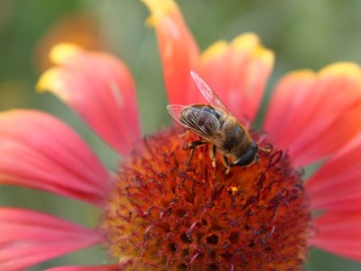 Apartment Studio flat with balcony and sea view Podaca, Makarska AS-6745-e - Outdoor photo 10