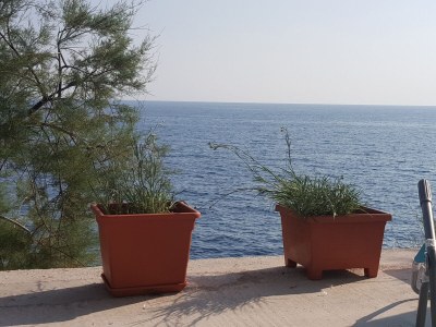 Apartment One bedroom apartment near beach Dingač - Potočine, Pelješac A-10433-a in Dingač - Potočine - Apartment