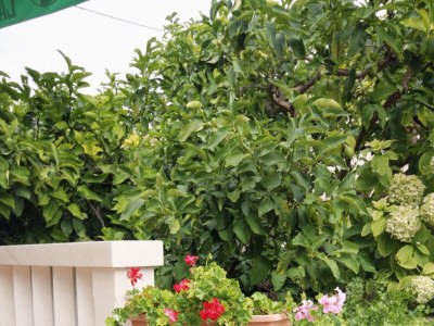 Apartment Two bedroom apartment with balcony and sea view Sumartin, Brač A-5620-d - Outdoor photo 10