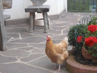 Holiday apartment Koanzhof 2 pers. - Outdoor photo 9