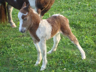 Farmhouse Winnewieser Hof - Environment photo 27
