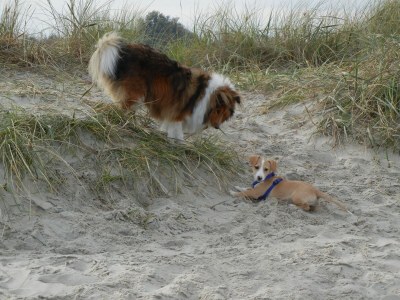 Holiday apartment Villa Wattenmeer - Environment photo 36