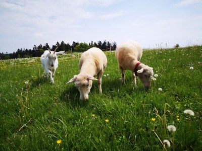 Farmhouse "Hofglück" holiday apartment on the farm - Outdoor photo 23