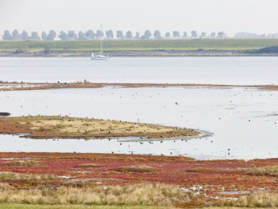 Holiday park Water Villa in Zeeland by Lake Veere - Environment photo 33