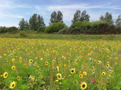 Holiday park Wasservilla in Zeeland am Veerse Meer - Environment photo 28