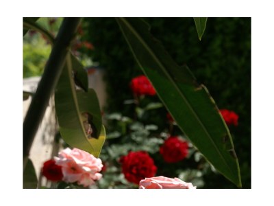 Apartment Two bedroom apartment with terrace and sea view Povljana, Pag A-230-c - Outdoor photo 14