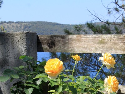 Apartment Two bedroom apartment near beach Lavdara, Dugi otok A-433-b - Outdoor photo 9