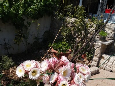 Apartment Two bedroom apartment near beach Seget Vranjica, Trogir A-1051-d - Outdoor photo 11