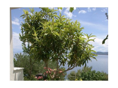 Apartment Studio flat near beach Pisak, Omiš AS-2750-a - Outdoor photo 8