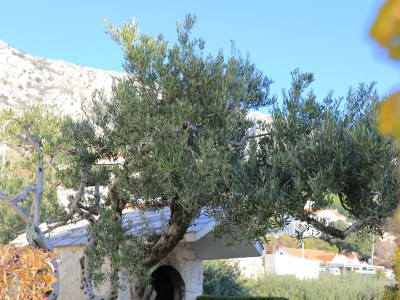 Apartment Two bedroom apartment with terrace and sea view Stanići, Omiš A-2763-c - Outdoor photo 9
