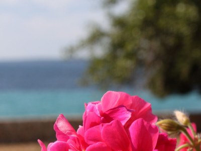 Apartment One bedroom apartment near beach Lun, Pag A-3320-e - Outdoor photo 6