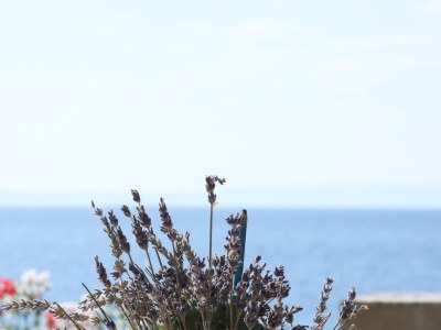 Apartment One bedroom apartment near beach Lun, Pag A-3320-e - Outdoor photo 8