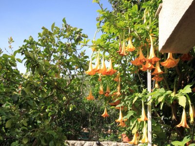Apartment Two bedroom apartment with terrace Jelsa, Hvar A-4017-c - Outdoor photo 14