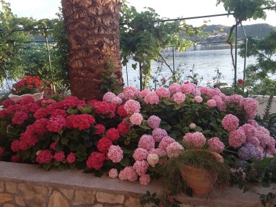 Apartment One bedroom apartment near beach Supetarska Draga - Gornja, Rab A-2016-c - Outdoor photo 19