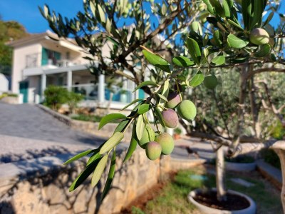 Apartment Studio flat with terrace and sea view Medveja, Opatija AS-7720-a - Outdoor photo 16