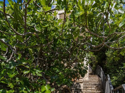 Apartment One bedroom apartment near beach Cove Torac, Hvar A-8653-c - Outdoor photo 8