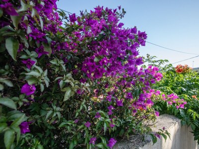 Apartment One bedroom apartment with air-conditioning Lopar, Rab A-12327-c - Outdoor photo 20