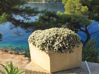 Apartment One bedroom apartment near beach Ubli, Lastovo A-16599-a - Outdoor photo 9