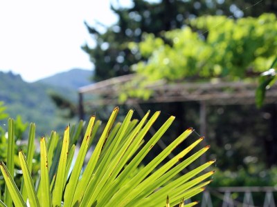 Holiday room near beach Trpanj, Pelješac S-258-d - Outdoor photo 8