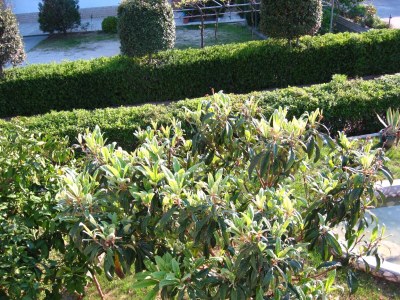 Apartment Two bedroom apartment with terrace Palit, Rab A-14996-a - Outdoor photo 26