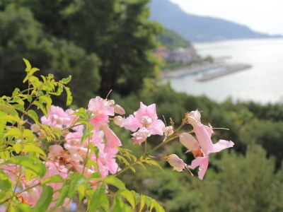 Apartment Studio flat with terrace and sea view Podgora, Makarska AS-21817-b - Outdoor photo 14
