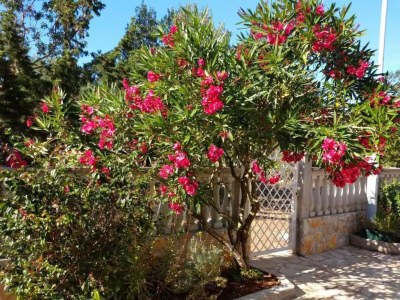 Apartment One bedroom apartment with terrace Rudina, Hvar A-23777-a - Outdoor photo 8