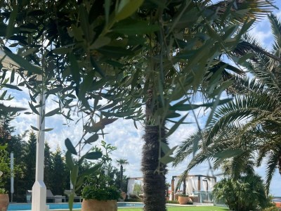 Apartment Two bedroom apartment with terrace and sea view Mandre, Pag A-24502-a - Outdoor photo 20