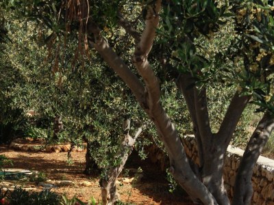 Apartment Two bedroom apartment with balcony and sea view Barbat, Rab A-4951-c - Outdoor photo 9